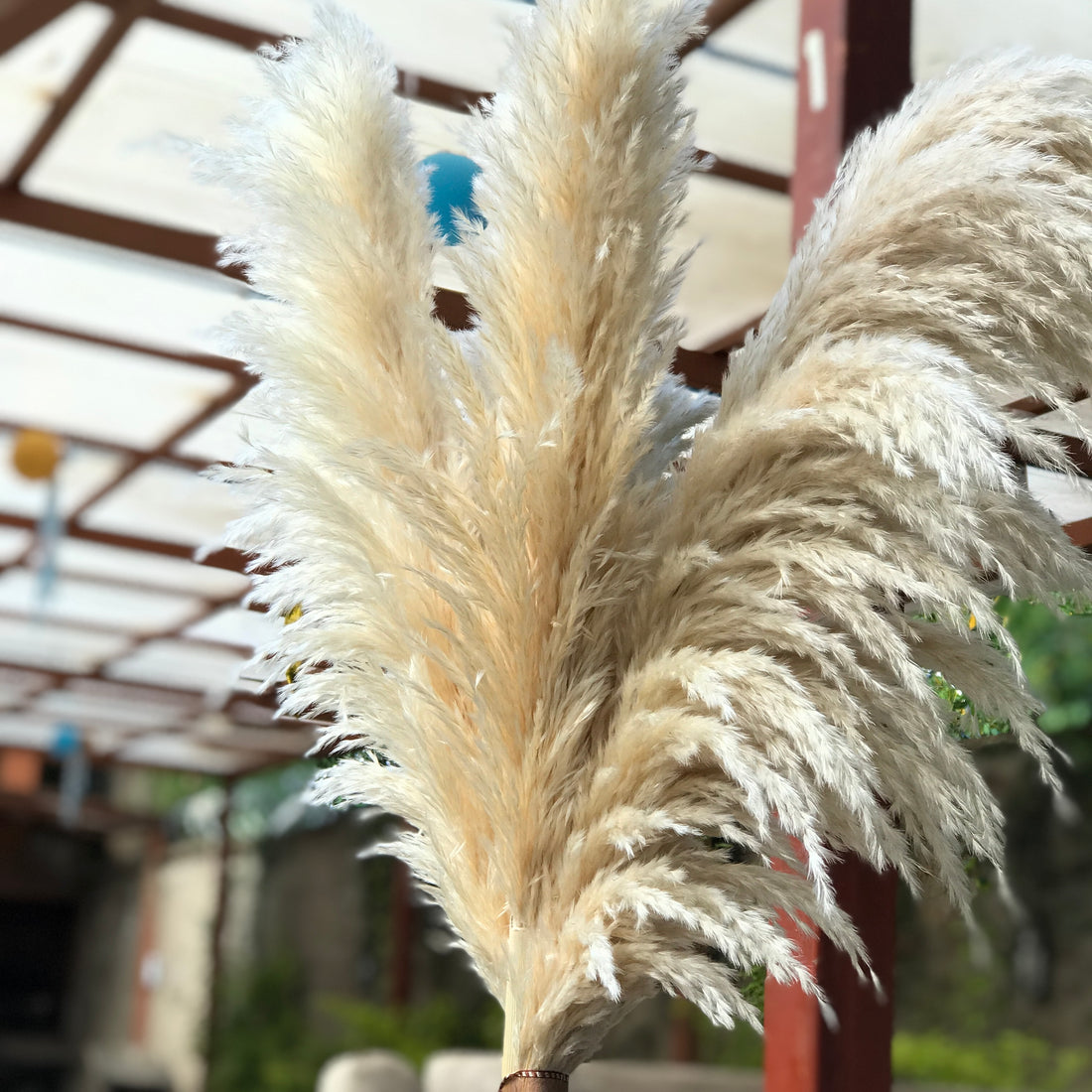Pampas grass